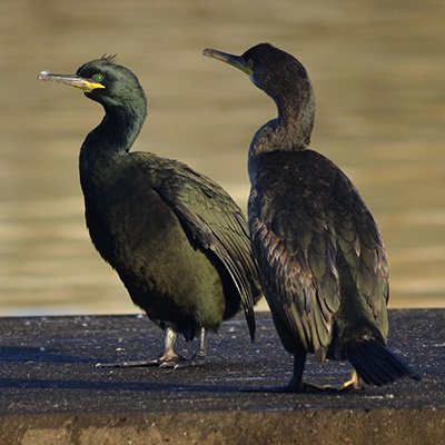 Gestión de Especies Amenazadas