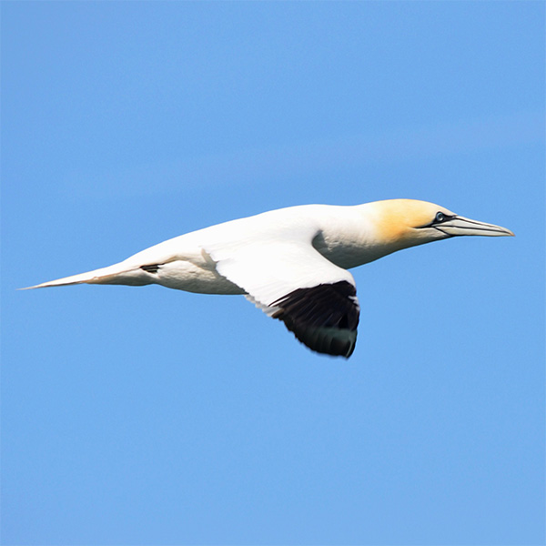 Sea birds